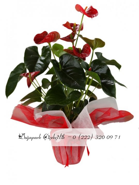 Antoryum Bitkisi